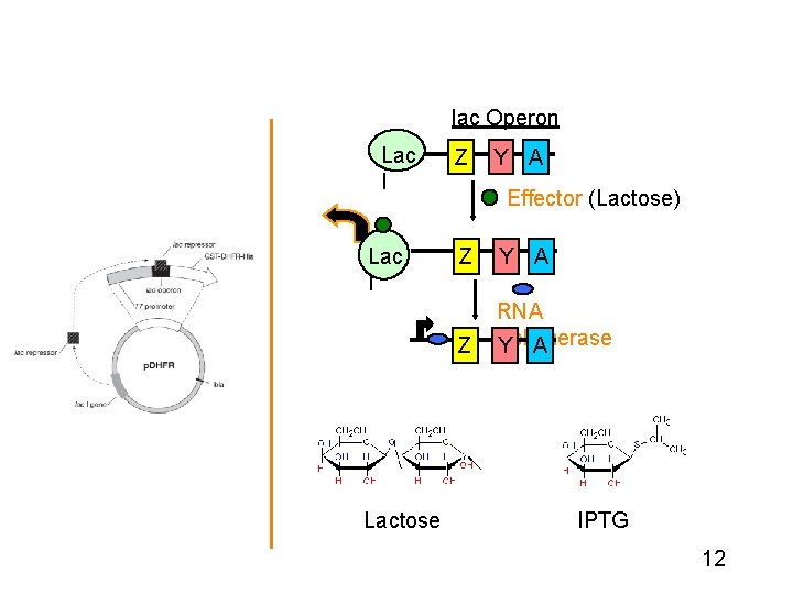 lac Operon Lac I Transcriptional Regulation in the p. DHFR system Lactose Z Y