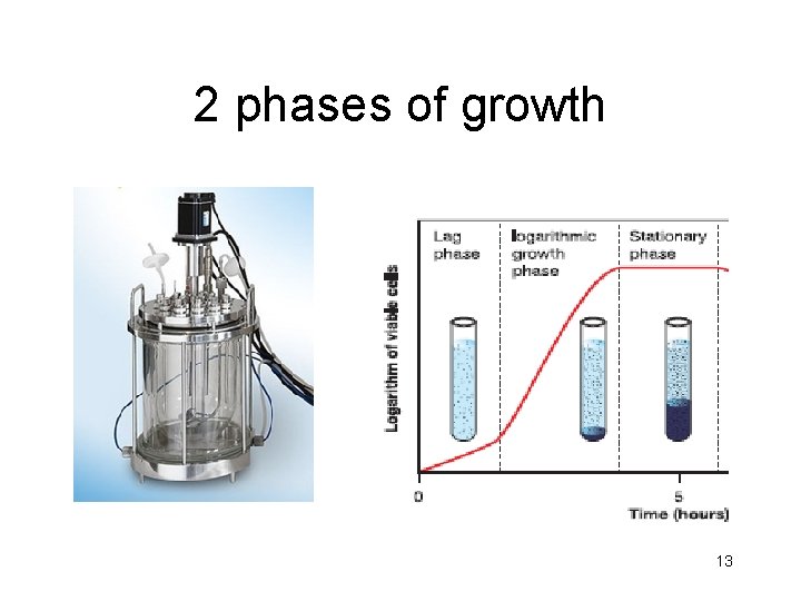 2 phases of growth 13 