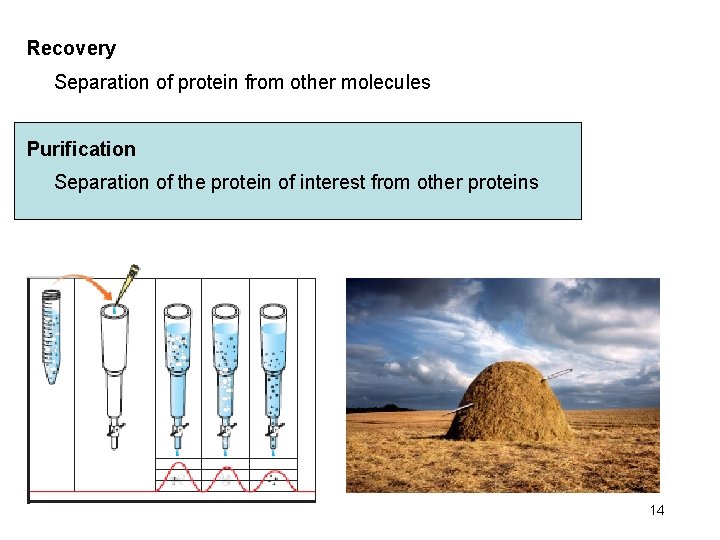 Recovery Separation of protein from other molecules Purification Separation of the protein of interest