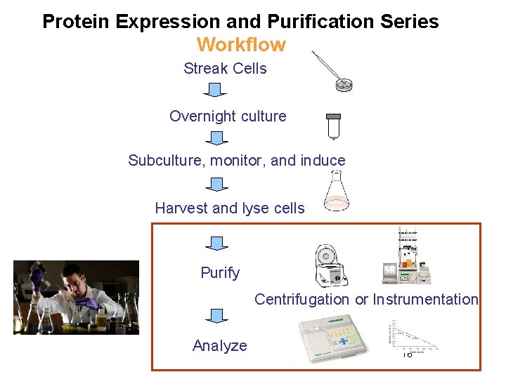 Protein Expression and Purification Series Workflow Streak Cells Overnight culture Subculture, monitor, and induce