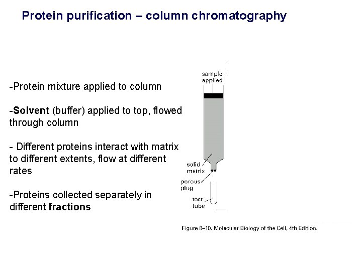Protein purification – column chromatography -Protein mixture applied to column -Solvent (buffer) applied to