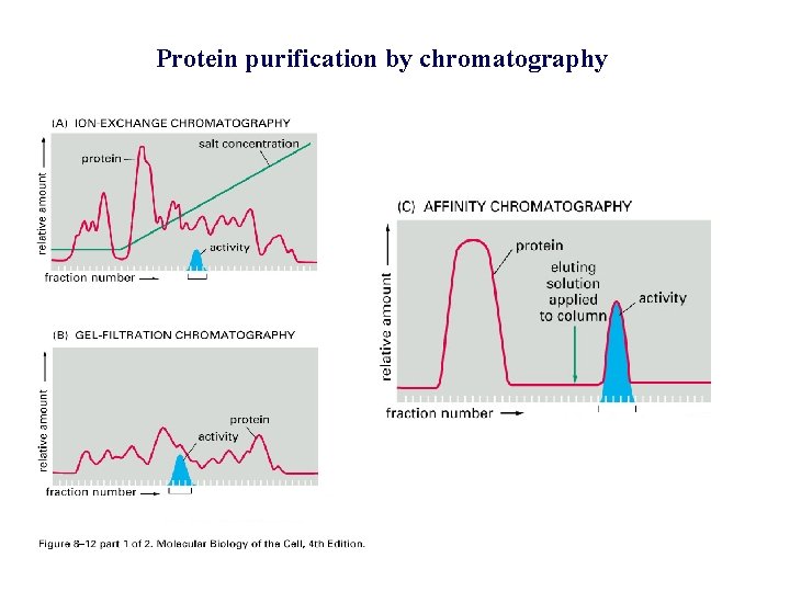 Protein purification by chromatography 