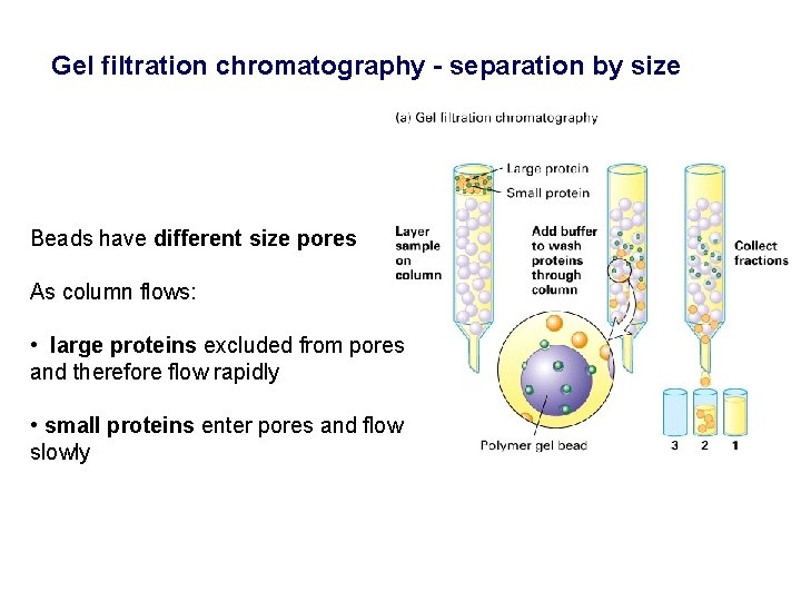 Gel filtration chromatography - separation by size Beads have different size pores As column