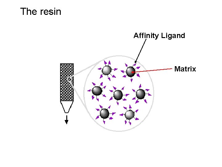 The resin Affinity Ligand Matrix 