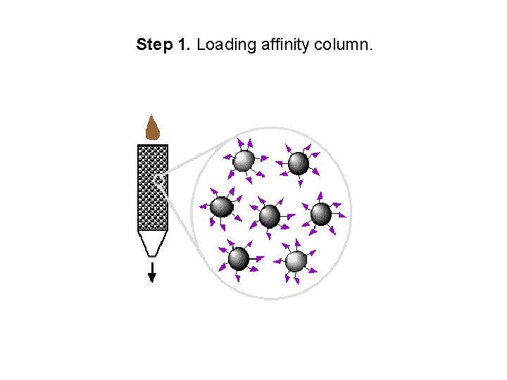 Step 1. Loading affinity column. 