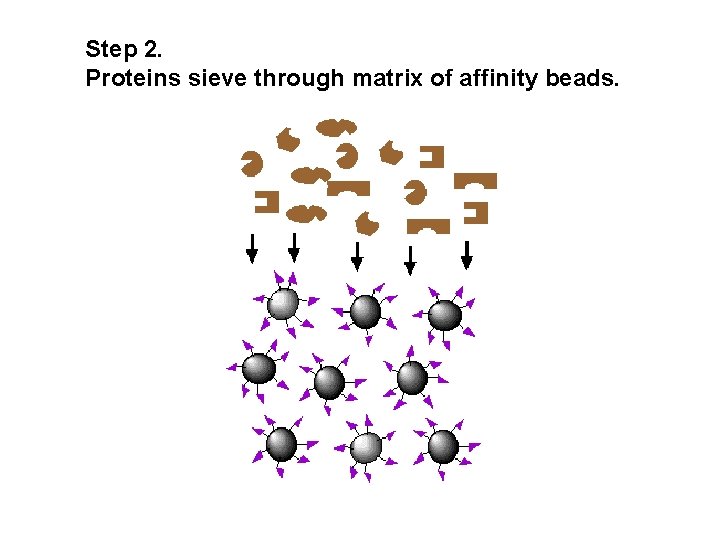 Step 2. Proteins sieve through matrix of affinity beads. 
