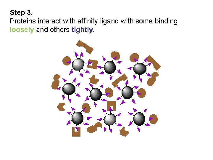 Step 3. Proteins interact with affinity ligand with some binding loosely and others tightly.