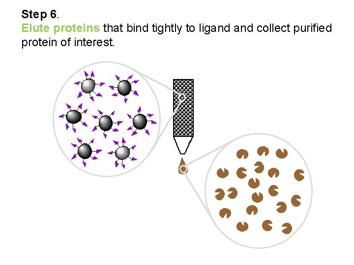 Step 6. Elute proteins that bind tightly to ligand collect purified protein of interest.