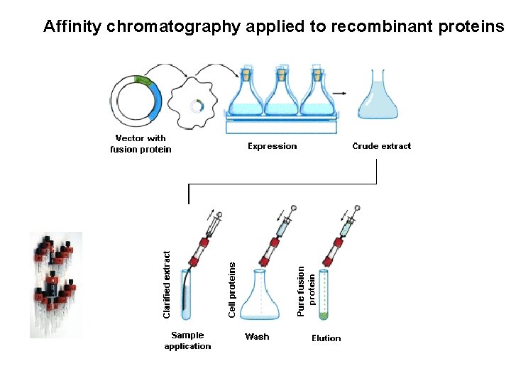 Affinity chromatography applied to recombinant proteins 