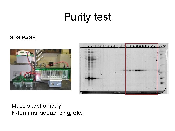 Purity test SDS-PAGE Mass spectrometry N-terminal sequencing, etc. 