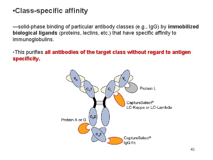  • Class-specific affinity —solid-phase binding of particular antibody classes (e. g. , Ig.