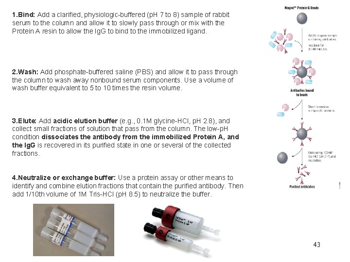 1. Bind: Add a clarified, physiologic-buffered (p. H 7 to 8) sample of rabbit