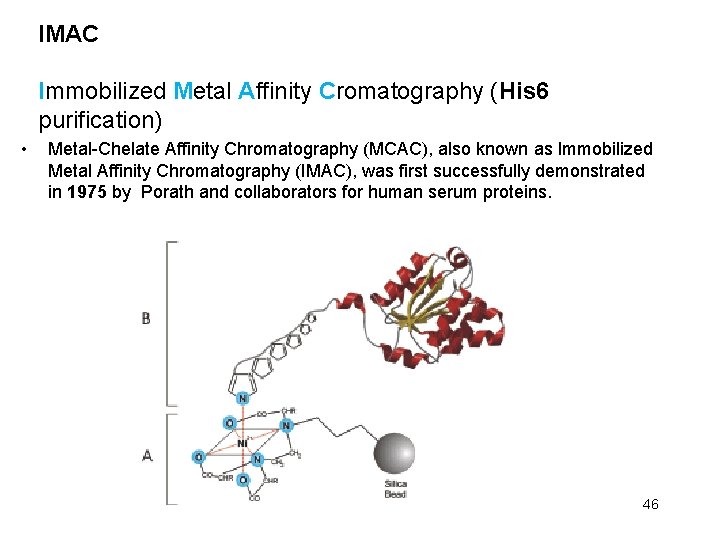 IMAC Immobilized Metal Affinity Cromatography (His 6 purification) • Metal-Chelate Affinity Chromatography (MCAC), also