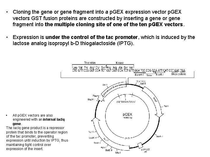  • Cloning the gene or gene fragment into a p. GEX expression vector