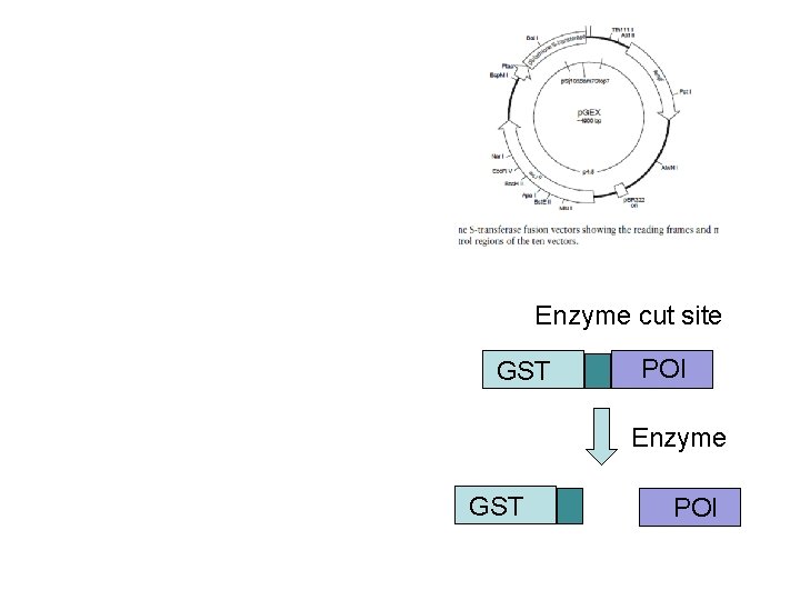 Enzyme cut site GST POI Enzyme GST POI 