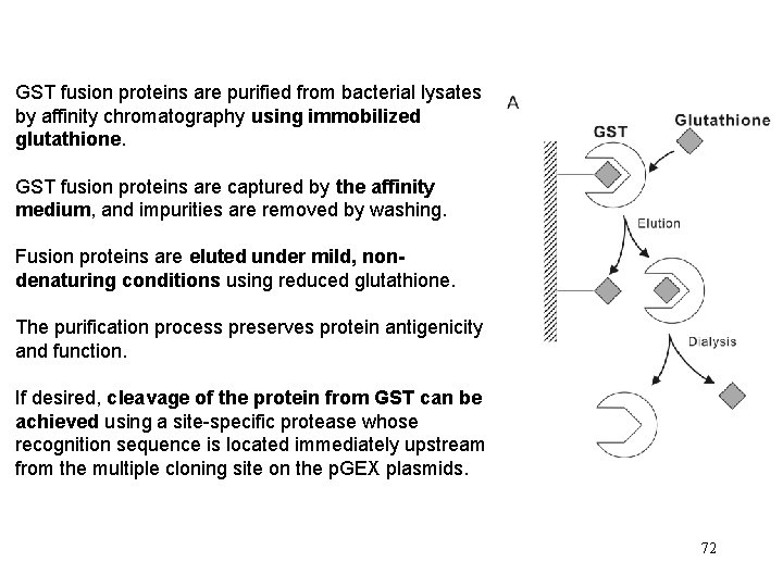 GST fusion proteins are purified from bacterial lysates by affinity chromatography using immobilized glutathione.