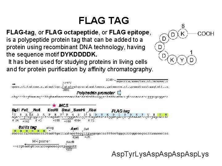 FLAG TAG FLAG-tag, or FLAG octapeptide, or FLAG epitope, is a polypeptide protein tag