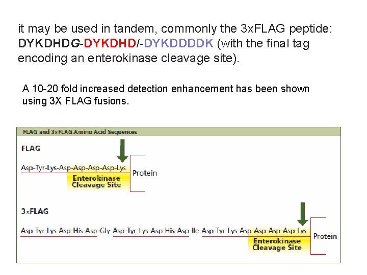 it may be used in tandem, commonly the 3 x. FLAG peptide: DYKDHDG-DYKDHDI-DYKDDDDK (with