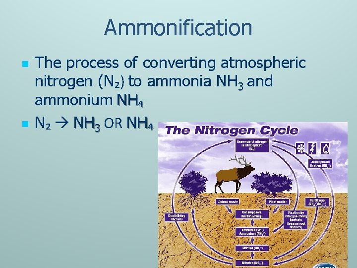 Ammonification n n The process of converting atmospheric nitrogen (N₂) to ammonia NH 3