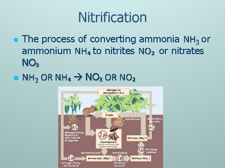 Nitrification n n The process of converting ammonia NH 3 or ammonium NH₄ to