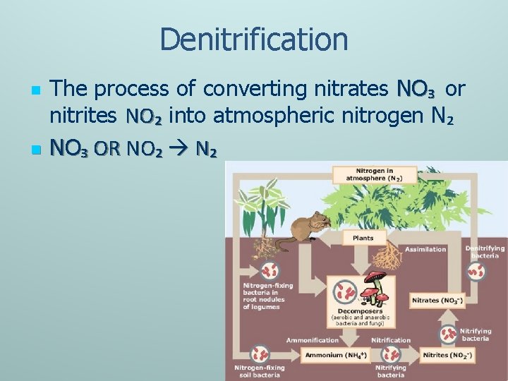 Denitrification n n The process of converting nitrates NO₃ or nitrites NO₂ into atmospheric