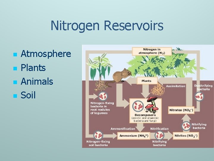 Nitrogen Reservoirs n n Atmosphere Plants Animals Soil 