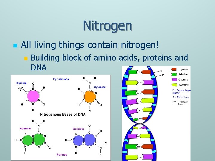 Nitrogen n All living things contain nitrogen! n Building block of amino acids, proteins