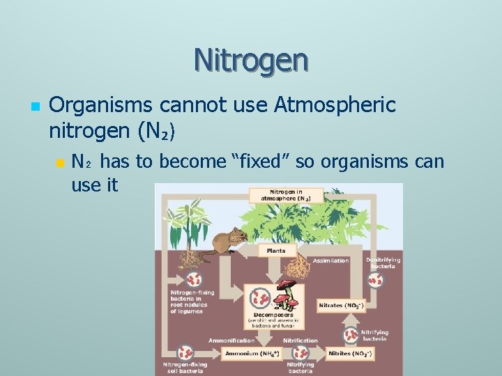 Nitrogen n Organisms cannot use Atmospheric nitrogen (N₂) n N₂ has to become “fixed”