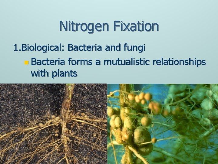 Nitrogen Fixation 1. Biological: Bacteria and fungi n Bacteria forms a mutualistic relationships with