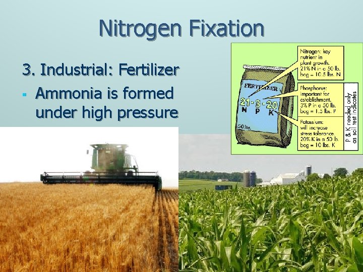 Nitrogen Fixation 3. Industrial: Fertilizer § Ammonia is formed under high pressure 