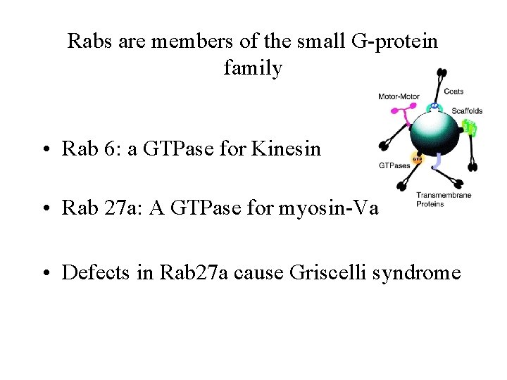 Rabs are members of the small G-protein family • Rab 6: a GTPase for