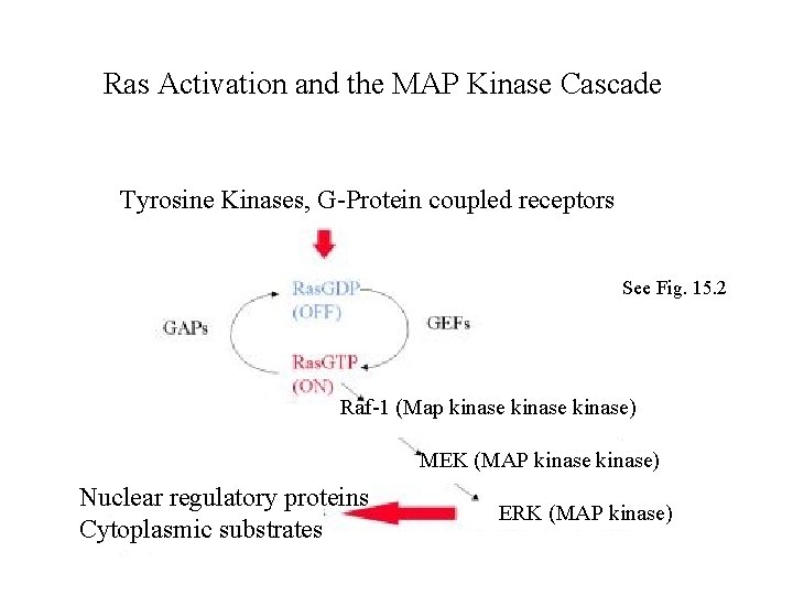 Ras Activation and the MAP Kinase Cascade Tyrosine Kinases, G-Protein coupled receptors See Fig.