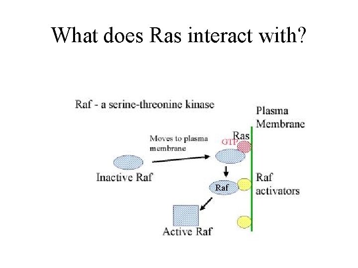 What does Ras interact with? Raf 