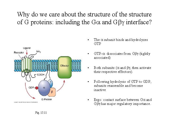 Why do we care about the structure of G proteins: including the Ga and