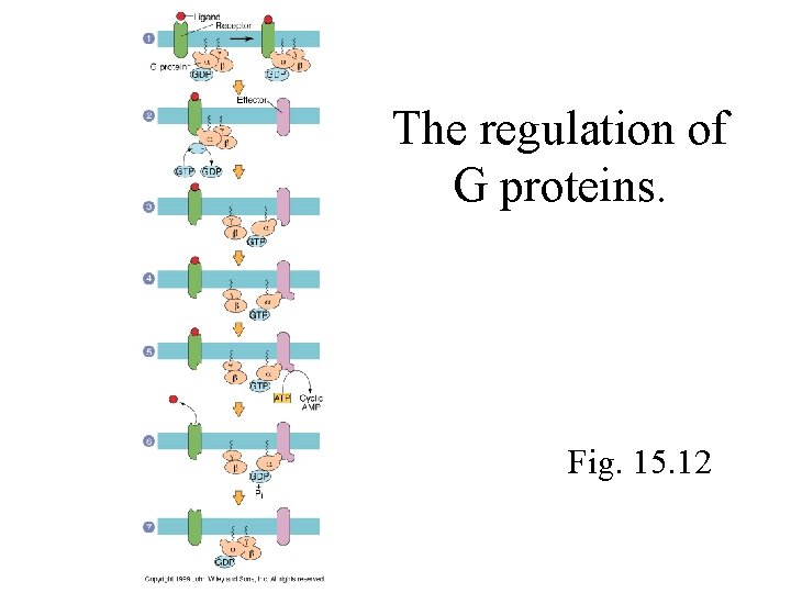 The regulation of G proteins. Fig. 15. 12 