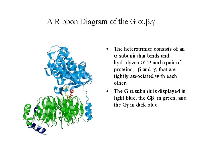 A Ribbon Diagram of the G a, b, g • The heterotrimer consists of