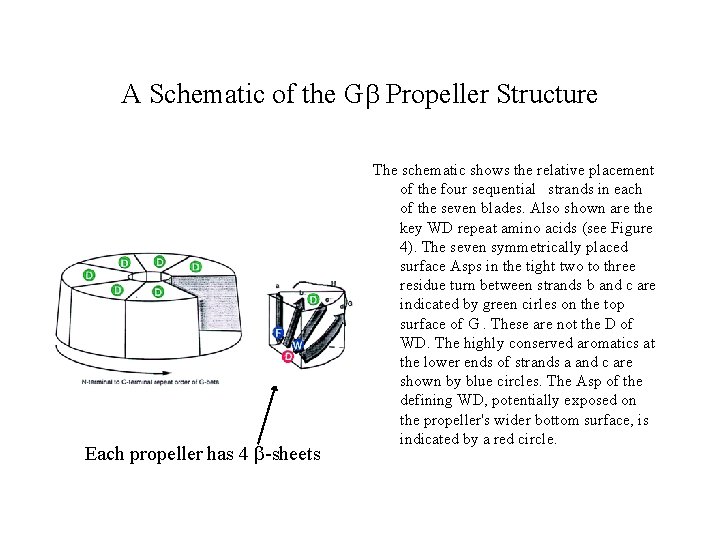 A Schematic of the Gb Propeller Structure Each propeller has 4 b-sheets The schematic