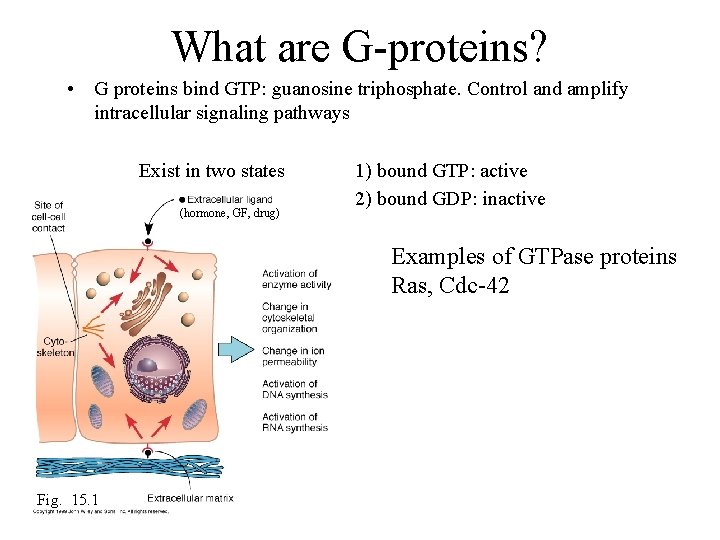 What are G-proteins? • G proteins bind GTP: guanosine triphosphate. Control and amplify intracellular