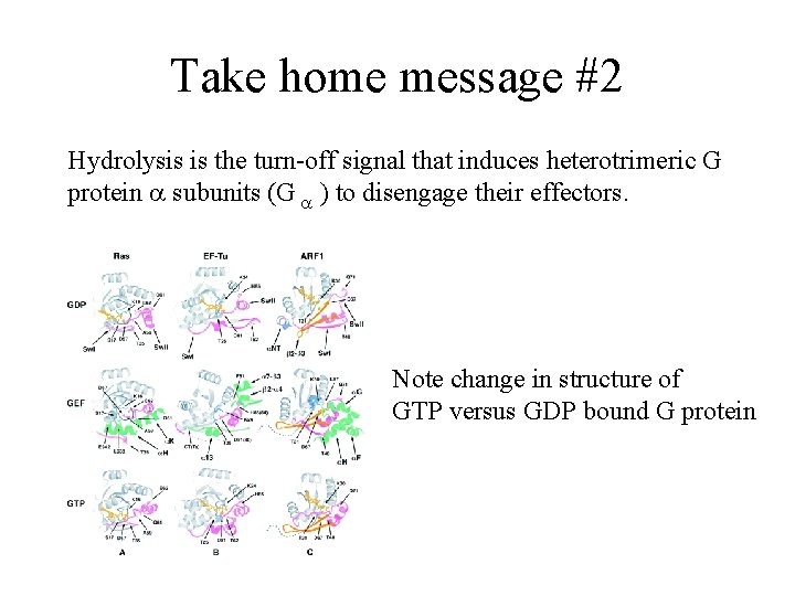 Take home message #2 Hydrolysis is the turn-off signal that induces heterotrimeric G protein