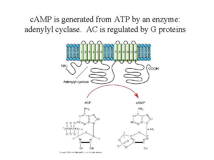 c. AMP is generated from ATP by an enzyme: adenylyl cyclase. AC is regulated