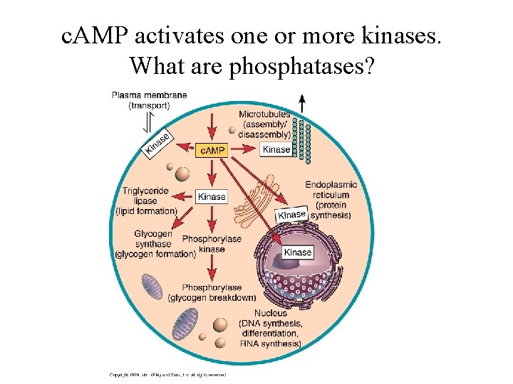 c. AMP activates one or more kinases. What are phosphatases? 