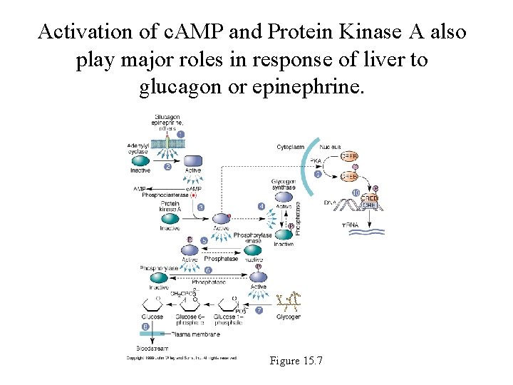 Activation of c. AMP and Protein Kinase A also play major roles in response