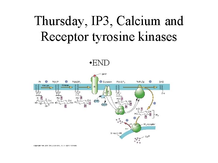 Thursday, IP 3, Calcium and Receptor tyrosine kinases • END 