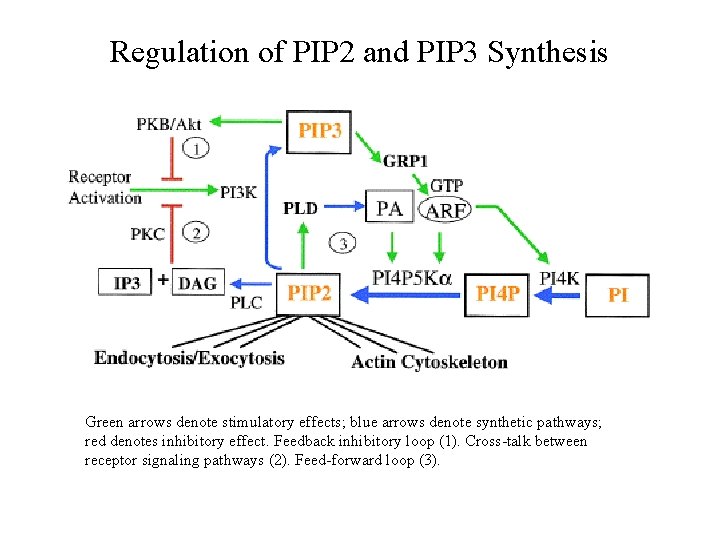 Regulation of PIP 2 and PIP 3 Synthesis Green arrows denote stimulatory effects; blue