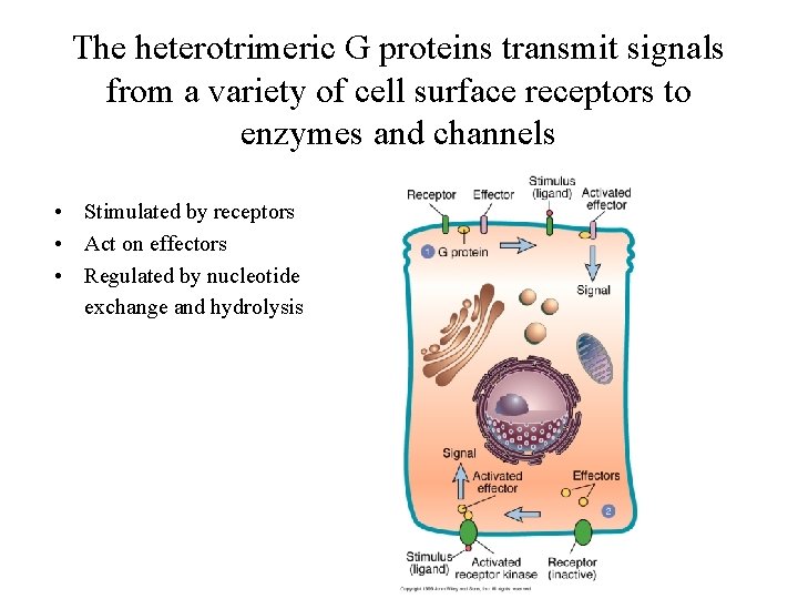 The heterotrimeric G proteins transmit signals from a variety of cell surface receptors to