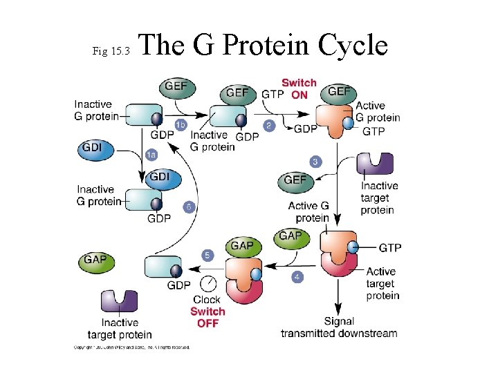 Fig 15. 3 The G Protein Cycle 