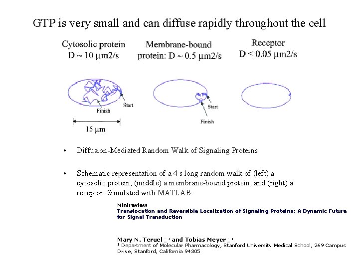 GTP is very small and can diffuse rapidly throughout the cell • Diffusion-Mediated Random