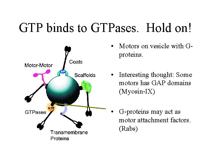 GTP binds to GTPases. Hold on! • Motors on vesicle with Gproteins. • Interesting