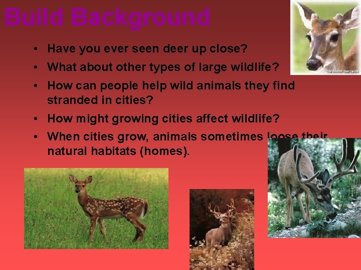 Build Background • Have you ever seen deer up close? • What about other