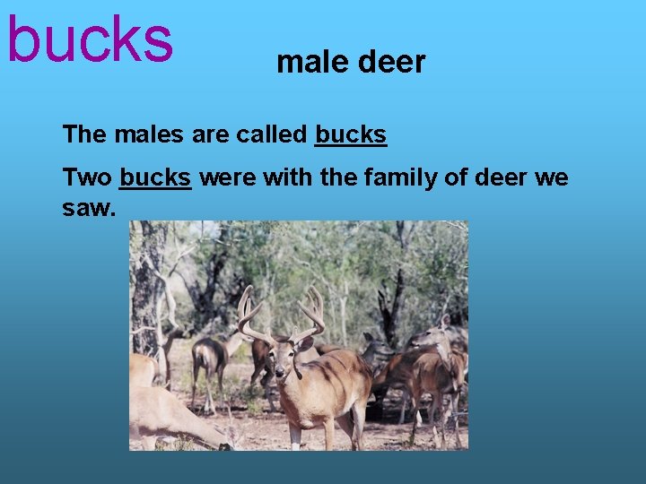 bucks male deer The males are called bucks Two bucks were with the family